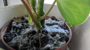 Houseplant Soil Mold Removal San Diego