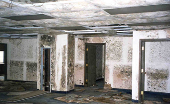 Understanding Mold Damage In San Diego