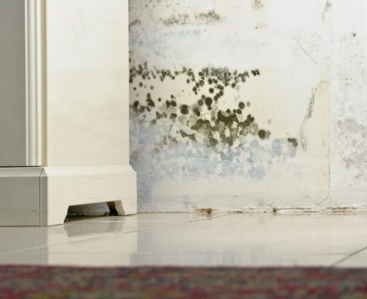 Dangers Of Mold Growth In San Diego