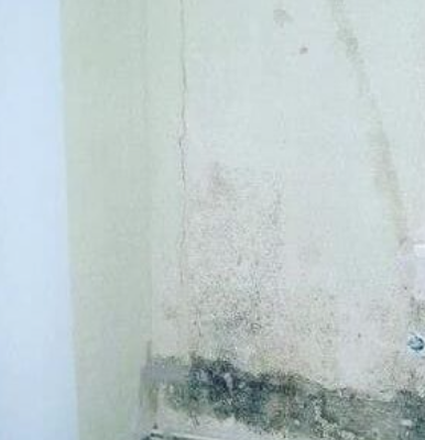 Types Of Mold Commonly Found In Homes In San Diego