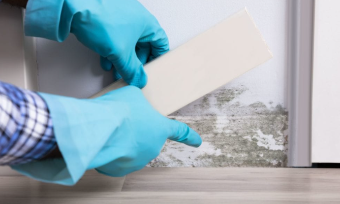 Discovering Mold For The First Time In San Diego?